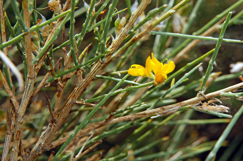 Genista pichisermolliana/ ginestra di Pichi Sermolli